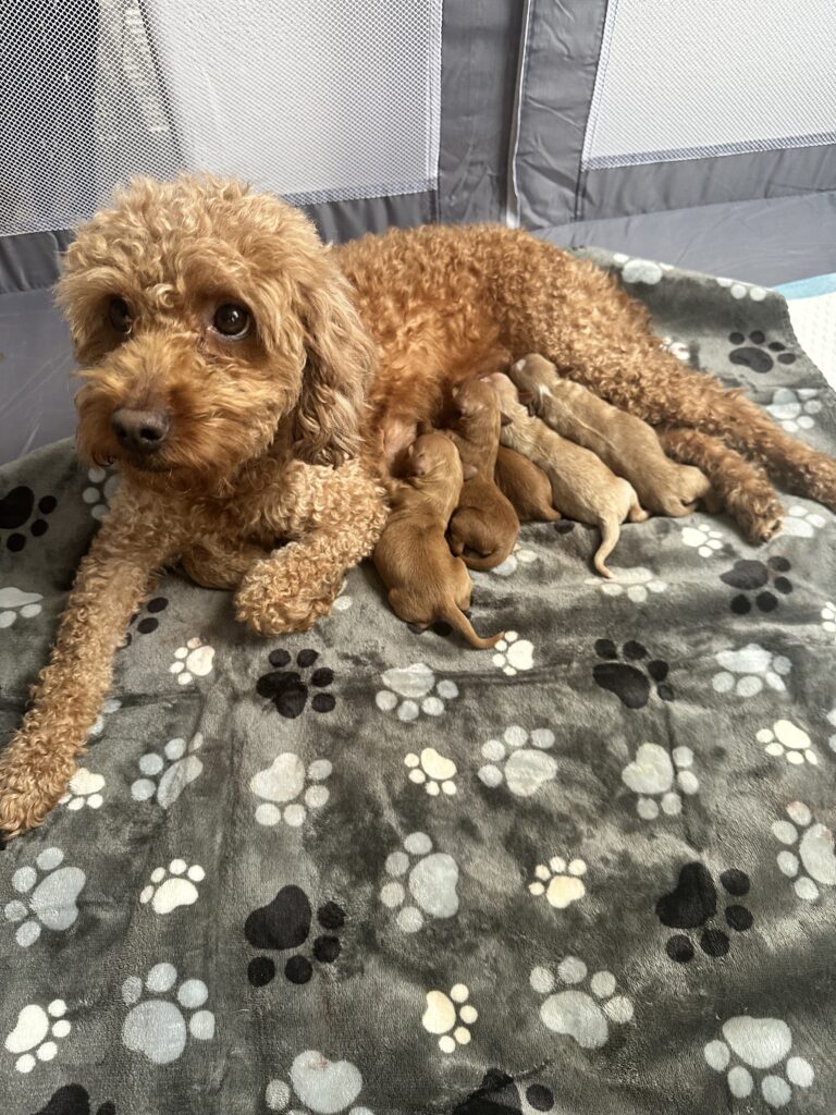 Prada nursing her six puppies